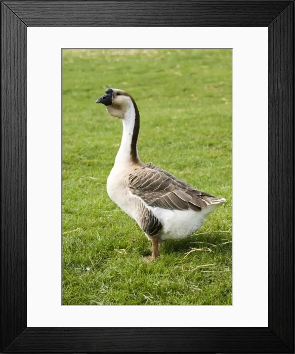 Framed Print : Chinese / Swan goose - bred from the Asian Swan goose at the Rare Breed Trust Cotswold Farm Park Temple Guiting near Stow on the Wold UK Framed Print : Chinese / Swan goose - bred from the Asian Swan goose at the Rare Breed Trust Cotswold Farm Park Temple Guiting near Stow on the Wold UK