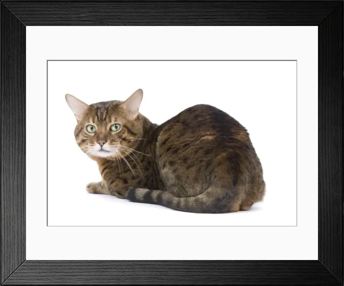 Framed Print : Cat - Bengal - Brown spotted in studio Framed Print : Cat - Bengal - Brown spotted in studio