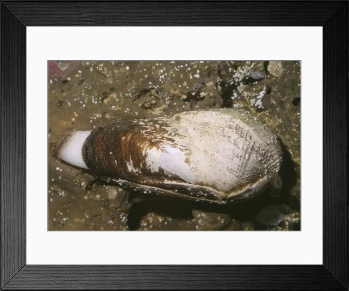 Framed Print : Scale-sided Piddock Claim - California Coast USA Framed Print : Scale-sided Piddock Claim - California Coast USA
