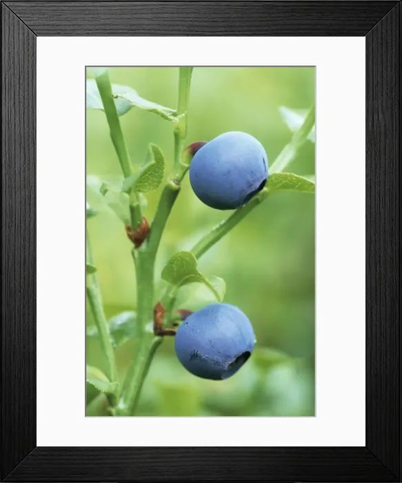Framed Print : Bilberry. ME-1760. Bilberry. Vaccinium myrtillus Framed Print : Bilberry. ME-1760. Bilberry. Vaccinium myrtillus
