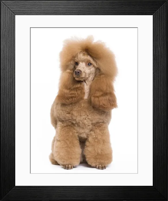 Framed Print : Dog - Dwarf / Nain Poodle - Fawn Red colouring Framed Print : Dog - Dwarf / Nain Poodle - Fawn Red colouring