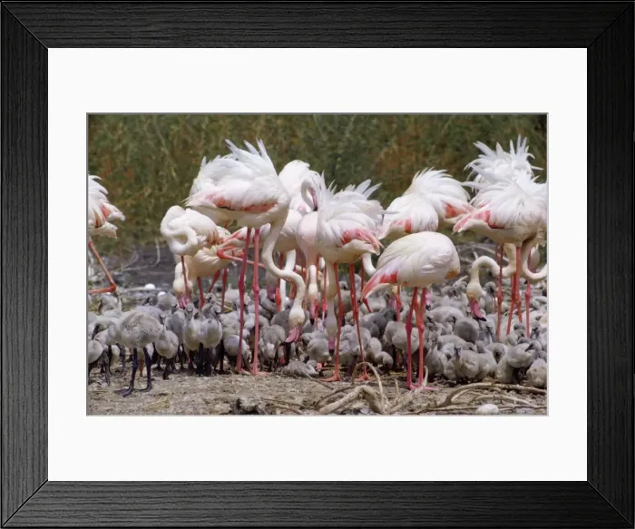 Framed Print : Greater Flamingo Framed Print : Greater Flamingo