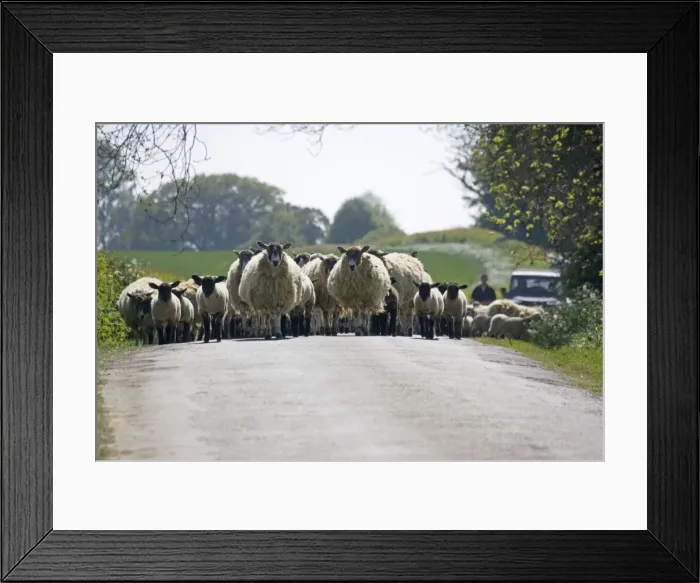 Framed Print : Flock of Masham sheep and lambs being driven down country road in Cotswolds - UK Framed Print : Flock of Masham sheep and lambs being driven down country road in Cotswolds - UK