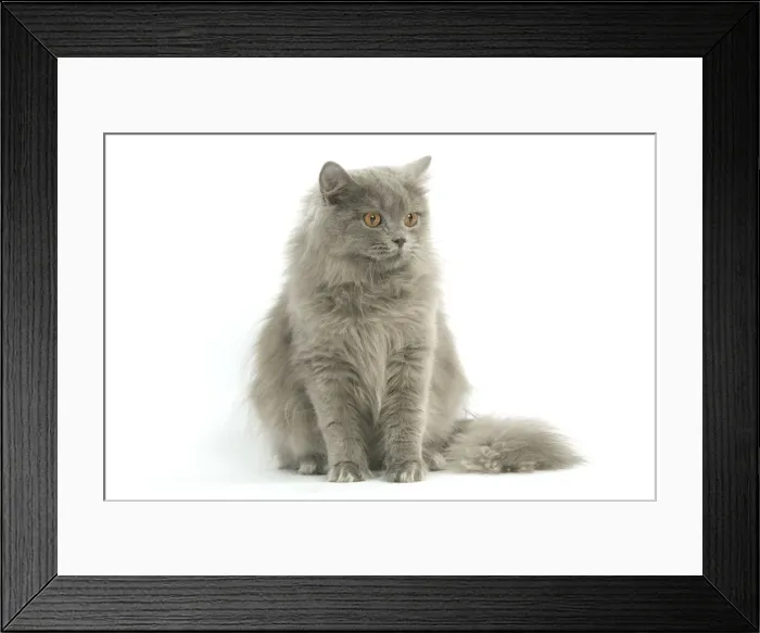Framed Print : Cat - British longhair blue in studio Framed Print : Cat - British longhair blue in studio