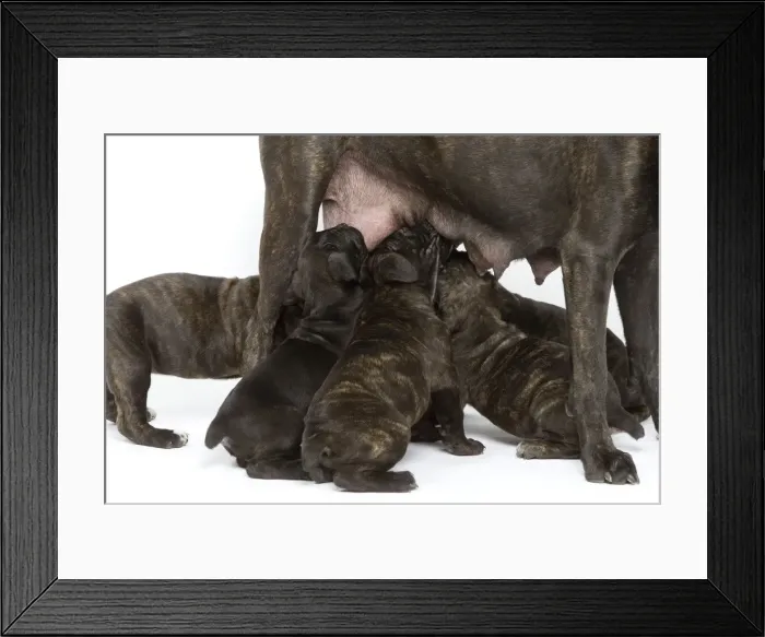 Framed Print : Dog - Cane Corso Dog (Italian Guard Dog) - mother with puppies suckling Framed Print : Dog - Cane Corso Dog (Italian Guard Dog) - mother with puppies suckling