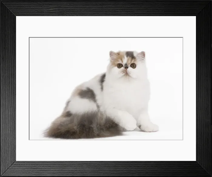 Framed Print : Cat - Persian Harlequin in studio