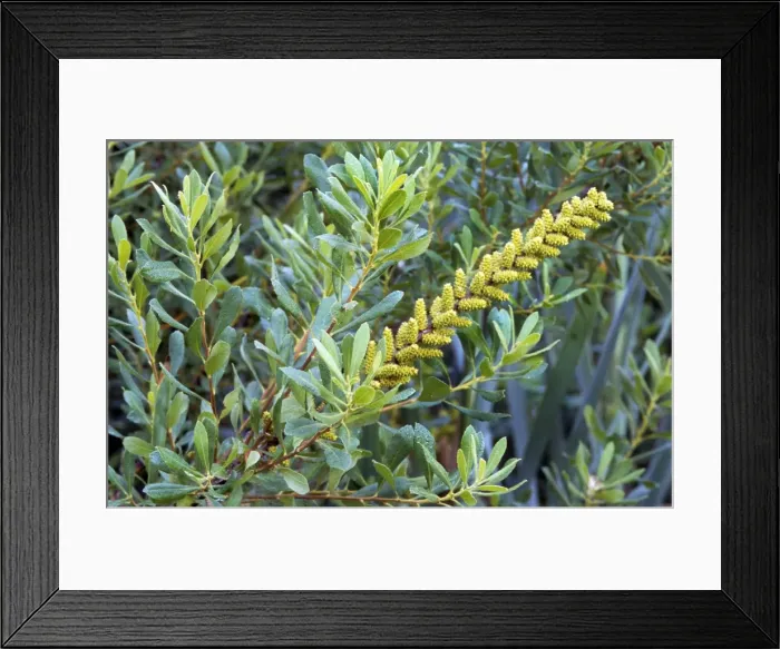 Framed Print : Bog Myrtle Framed Print : Bog Myrtle