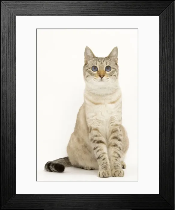 Framed Print : Cat - Snow Bengal in studio Framed Print : Cat - Snow Bengal in studio