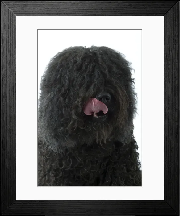 Framed Print : Dog - Barbet - licking lips Framed Print : Dog - Barbet - licking lips