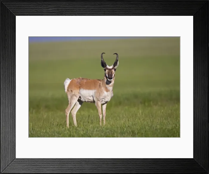 Framed Print : Pronghorn - male / buck - July in Wyoming - USA Framed Print : Pronghorn - male / buck - July in Wyoming - USA