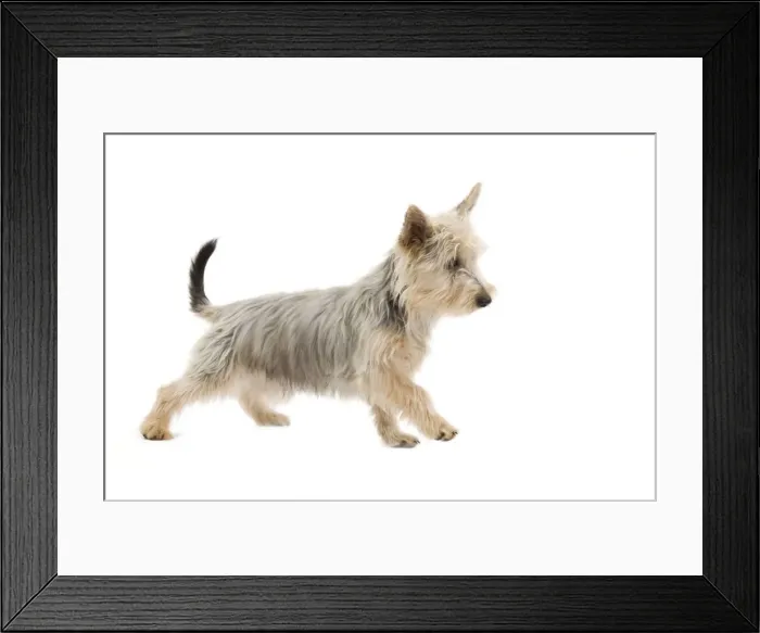Framed Print : Dog - Australian Silky Terrier - puppy in studio. Also known as Silky Terrier or Sydney Silky Framed Print : Dog - Australian Silky Terrier - puppy in studio. Also known as Silky Terrier or Sydney Silky