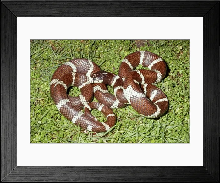 Framed Print : California Kingsnake - Palo Alto - California - USA Framed Print : California Kingsnake - Palo Alto - California - USA