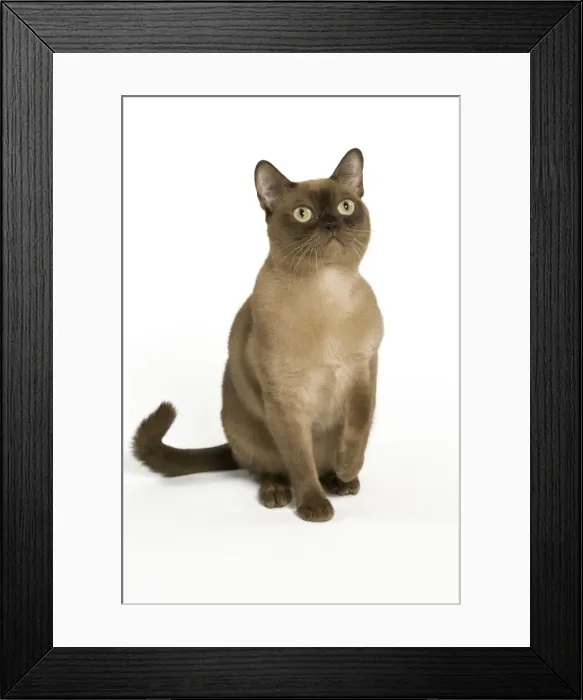 Framed Print : Cat- Burmese Americain chocolate in studio