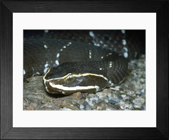 Framed Print : Mexican Cantil / Mexican Moccasin Snake Framed Print : Mexican Cantil / Mexican Moccasin Snake