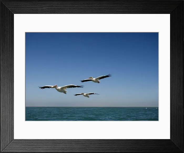 Framed Print : Great White Pelicans - in flight over the ocean - Atlantic Ocean - Namibia - Africa Framed Print : Great White Pelicans - in flight over the ocean - Atlantic Ocean - Namibia - Africa
