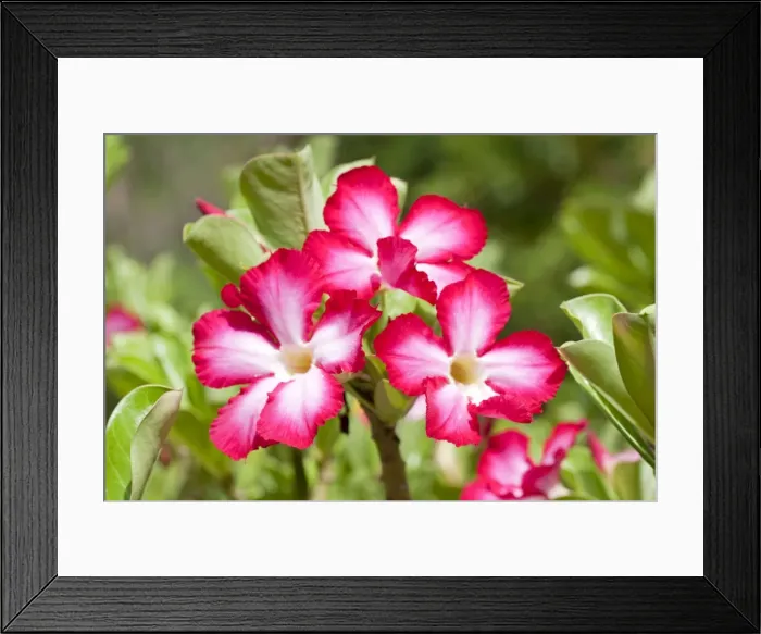 Framed Print : Flowers of Desert Rose - Mombasa - Kenya - Africa Framed Print : Flowers of Desert Rose - Mombasa - Kenya - Africa