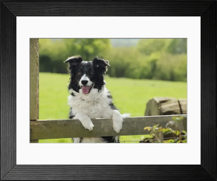 Framed Print : DOG. Border collie looking over fence Framed Print : DOG. Border collie looking over fence