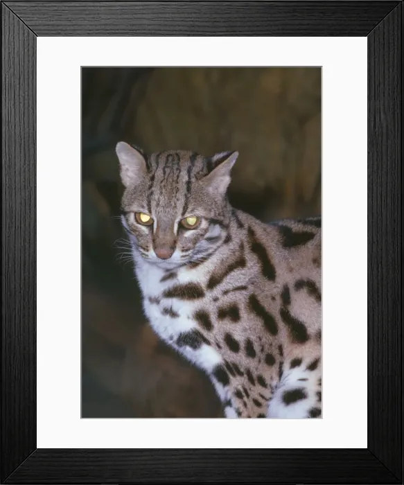 Framed Print : Leopard Cat - SE Asia Framed Print : Leopard Cat - SE Asia