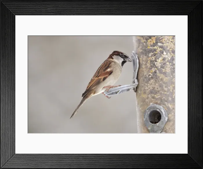 Framed Print : BIRD. House Sparrow on feeder in snow Framed Print : BIRD. House Sparrow on feeder in snow