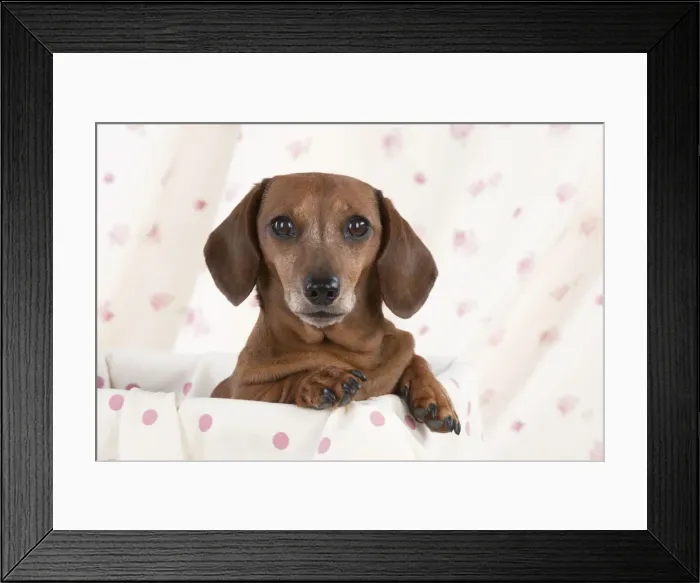 Framed Print : Dog - Miniature Short Haired Dachshund - in a basket Framed Print : Dog - Miniature Short Haired Dachshund - in a basket