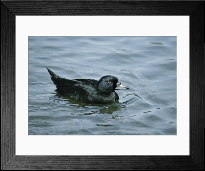 Framed Print : Common Scoter Duck - male