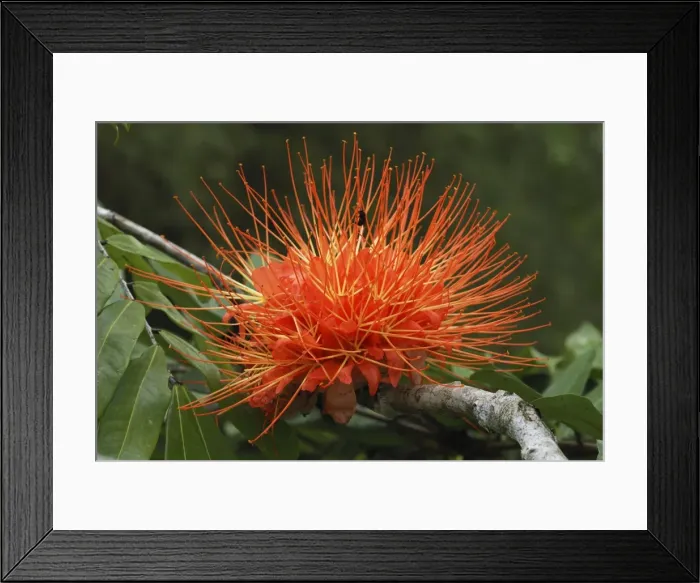 Framed Print : Rose of Venezuela Belize Framed Print : Rose of Venezuela Belize