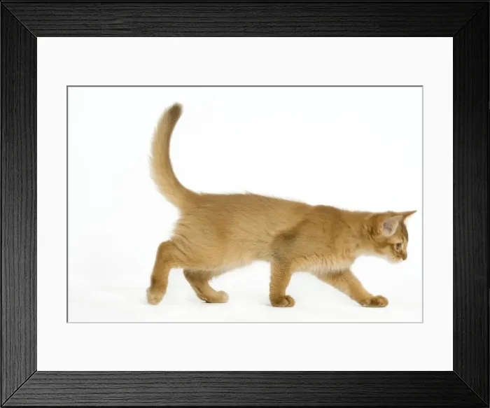 Framed Print : Cat - Red Somali / long-haired Abyssinian kitten in studio Framed Print : Cat - Red Somali / long-haired Abyssinian kitten in studio