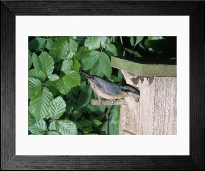 Framed Print : Nuthatch - at nest box Framed Print : Nuthatch - at nest box