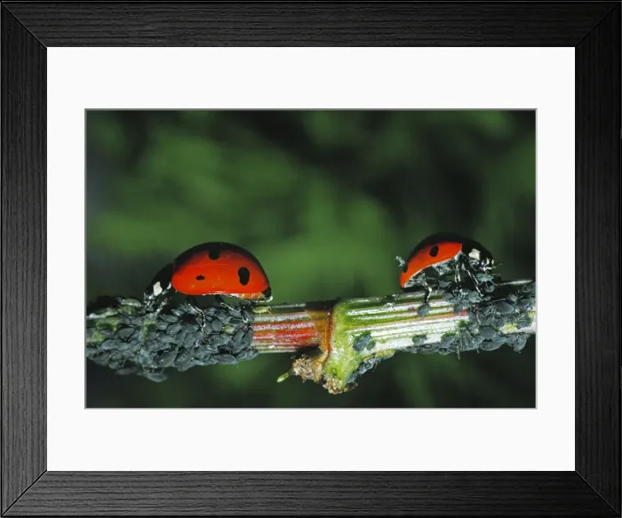 Framed Print : 7 Spot Ladybirds - eating Aphids Framed Print : 7 Spot Ladybirds - eating Aphids