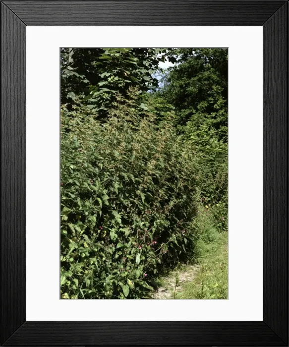 Framed Print : Stinging Nettles Framed Print : Stinging Nettles