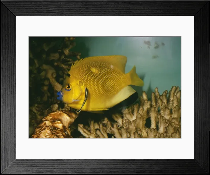 Framed Print : Cleaner Fish LB 4841 Cleaning from Three Spot Angel Fish © Ian R. Beames  /  ARDEA LONDON