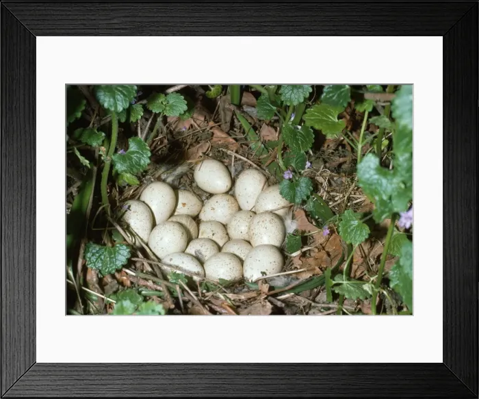 Framed Print : Red-leggd Partridge - nest with eggs Framed Print : Red-leggd Partridge - nest with eggs