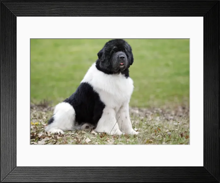 Framed Print : Newfoundland Dog Framed Print : Newfoundland Dog