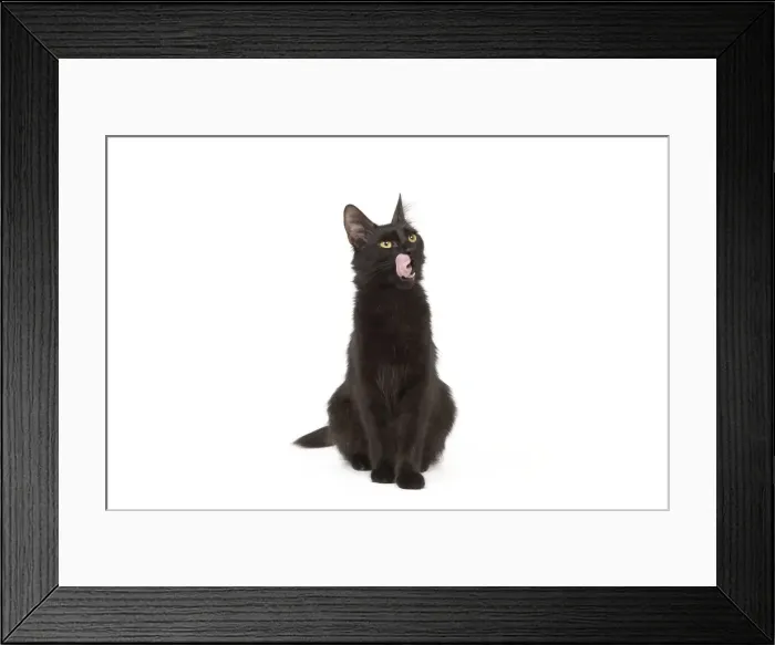Framed Print : Cat - Black Turkish Angora in studio licking lips Framed Print : Cat - Black Turkish Angora in studio licking lips