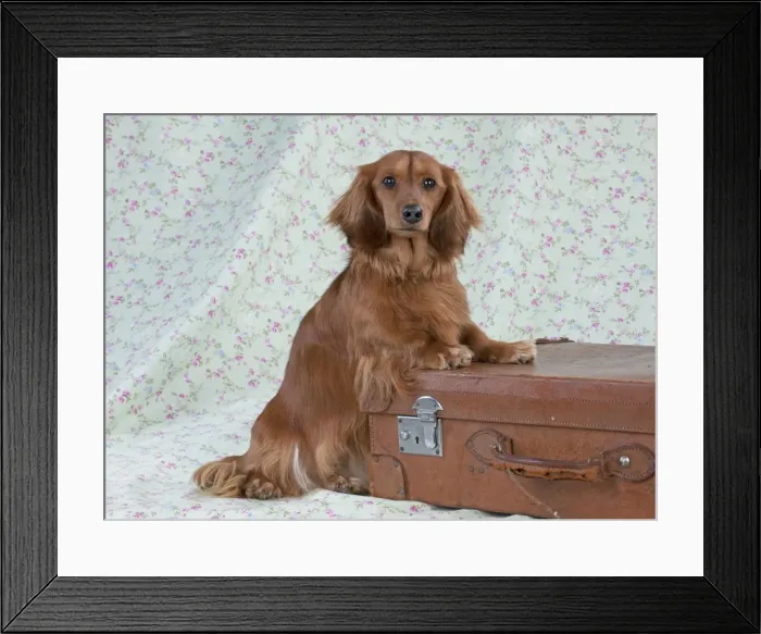 Framed Print : Dog - Miniature Long Haired Dachshund - standing on a suitcase Framed Print : Dog - Miniature Long Haired Dachshund - standing on a suitcase