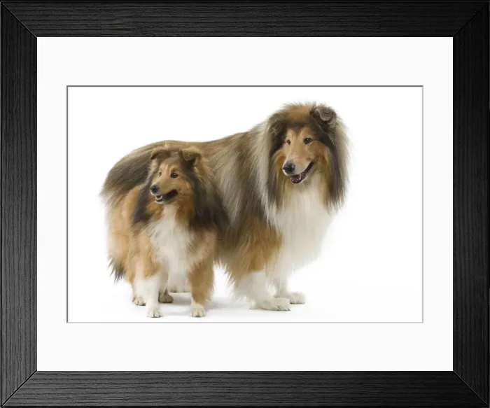 Framed Print : Dog - Shetland & Colley