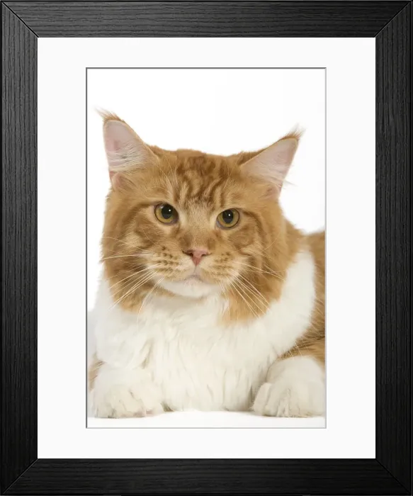 Framed Print : Cat - Norwegian Forest Cat - red mackerel tabby & white in studio Framed Print : Cat - Norwegian Forest Cat - red mackerel tabby & white in studio