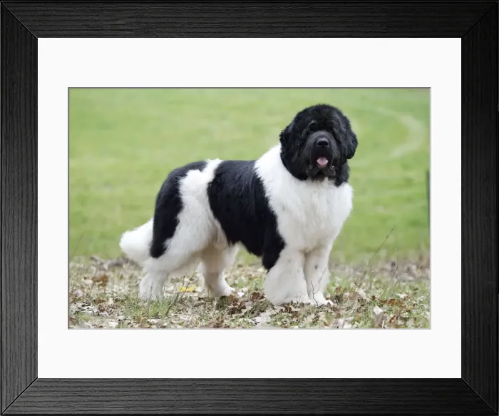 Framed Print : Newfoundland Dog Framed Print : Newfoundland Dog