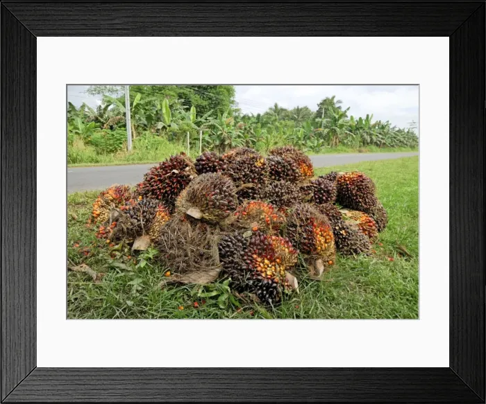 Framed Print : Oilpalm fruits, Sabah, Borneo, East Malaysia Framed Print : Oilpalm fruits, Sabah, Borneo, East Malaysia