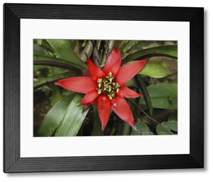 Framed Print : Bromeliad Flower San Cipriano Reserve, Cauca, Colombia Framed Print : Bromeliad Flower San Cipriano Reserve, Cauca, Colombia