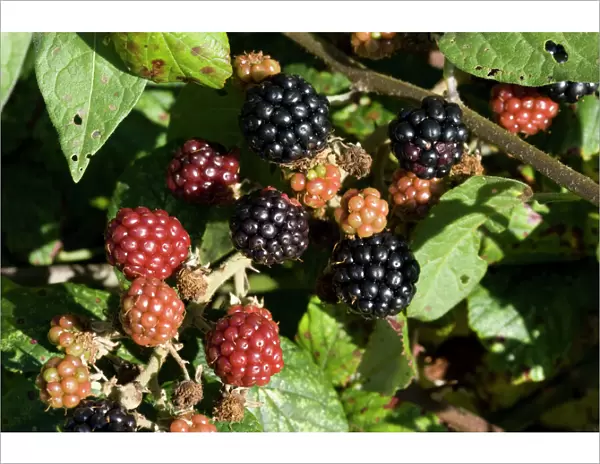 Ripe blackberries on bramble bush Rubus fruticosus Cotswolds UK