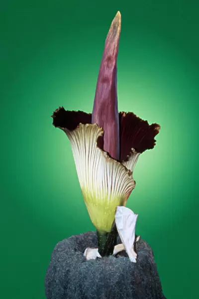 Titan Arum  /  Giant  /  Corpse Flower - six foot tall & three foot wide Rainforests of Indonesia