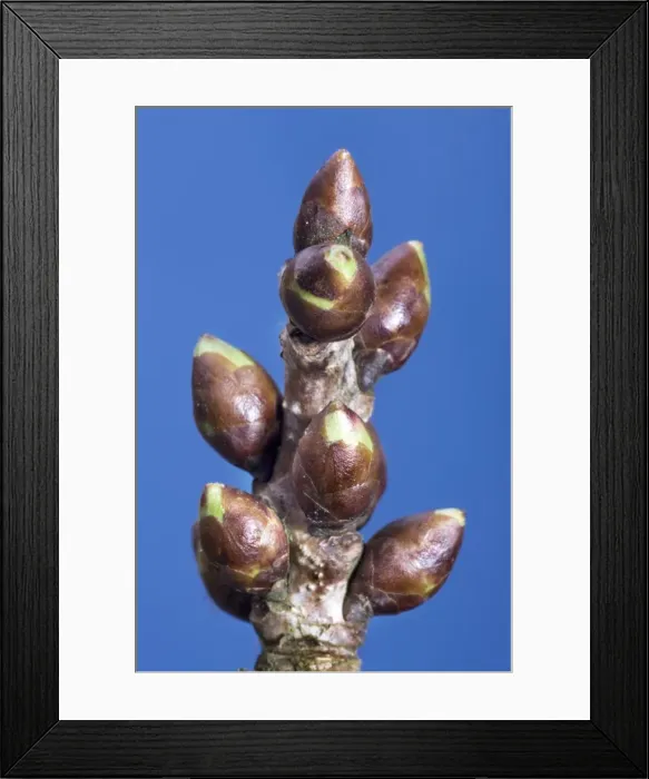 Framed Print : Cherry - wild-sweet cherry bud Framed Print : Cherry - wild-sweet cherry bud
