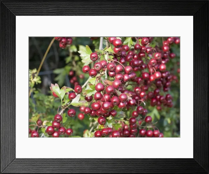 Framed Print : Red hawthorn Crataegus monogyna berries closeup Cotswolds UK Framed Print : Red hawthorn Crataegus monogyna berries closeup Cotswolds UK