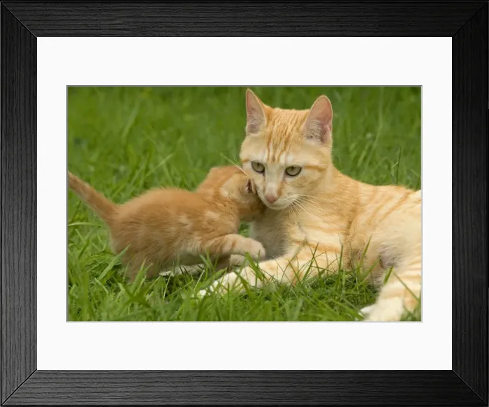 Framed Print : Cat - Ginger female with kitten Framed Print : Cat - Ginger female with kitten