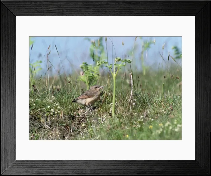 Framed Print : Wheatear - fledgling Framed Print : Wheatear - fledgling