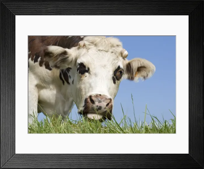 Framed Print : Closeup of head Normande tri-coloured cow grazing Normandy France Framed Print : Closeup of head Normande tri-coloured cow grazing Normandy France