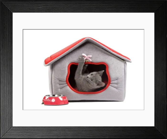 Framed Print : Cat - Chartreux kitten in studio playing in cat bed Framed Print : Cat - Chartreux kitten in studio playing in cat bed