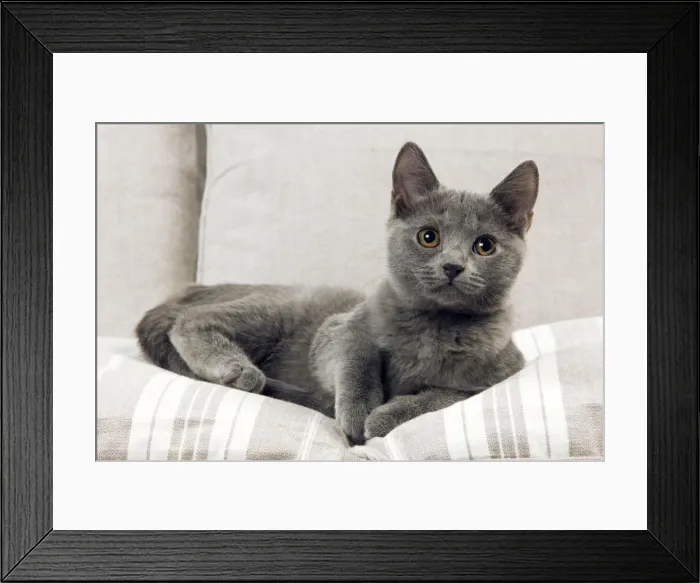 Framed Print : Chartreux Kitten Framed Print : Chartreux Kitten