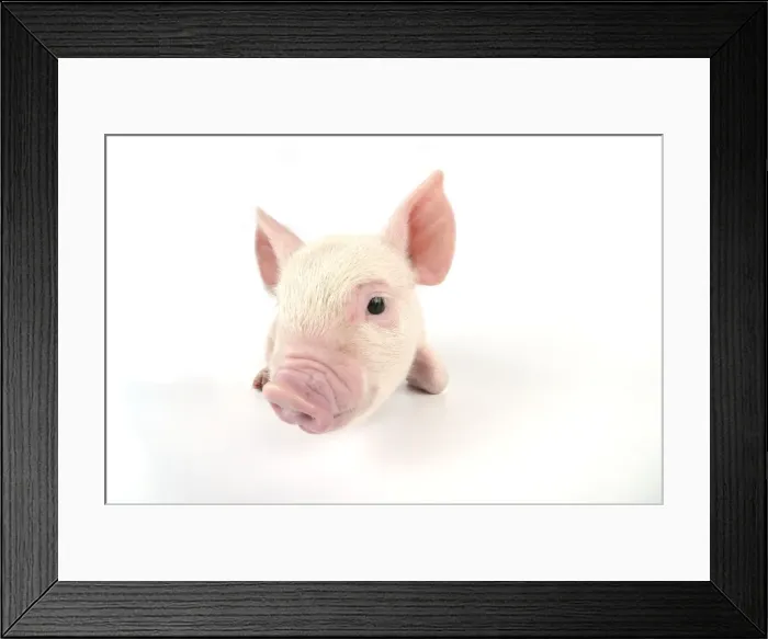 Framed Print : Pig. Middle White piglet Framed Print : Pig. Middle White piglet